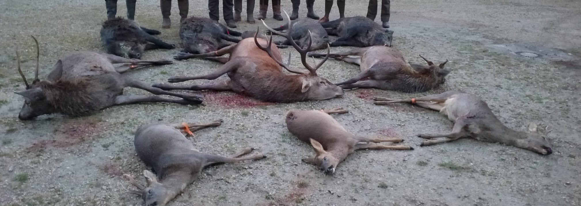 Grand gibier — cerfs, chevreuils et sangliers en Sologne